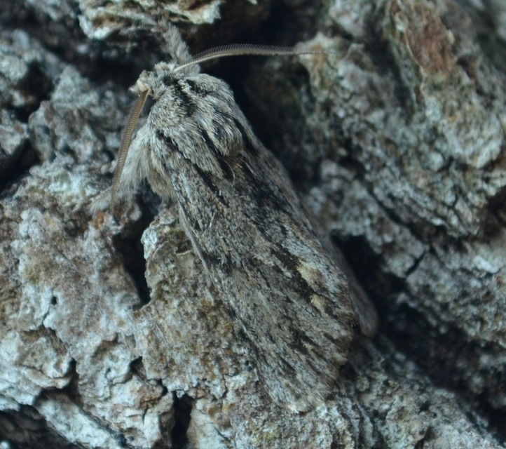 Asteroscopus sphinx - csillagnéző bundásbagoly