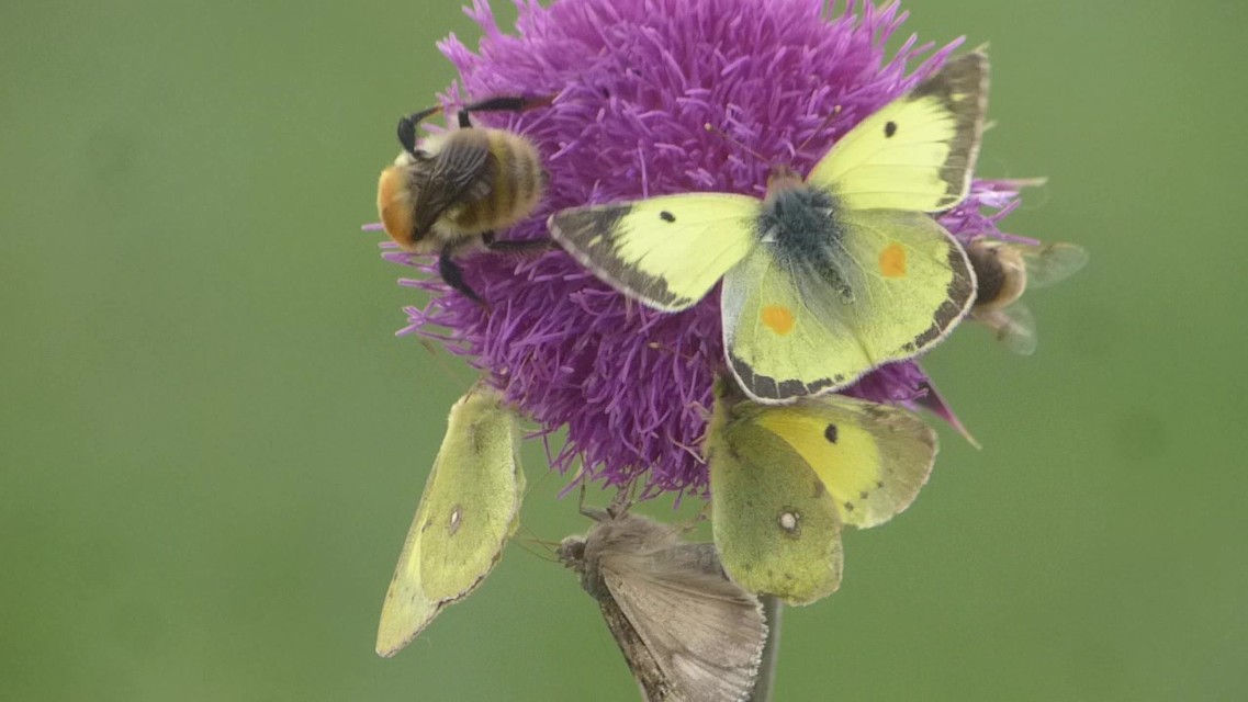 Colias erate - csángó-kéneslepke