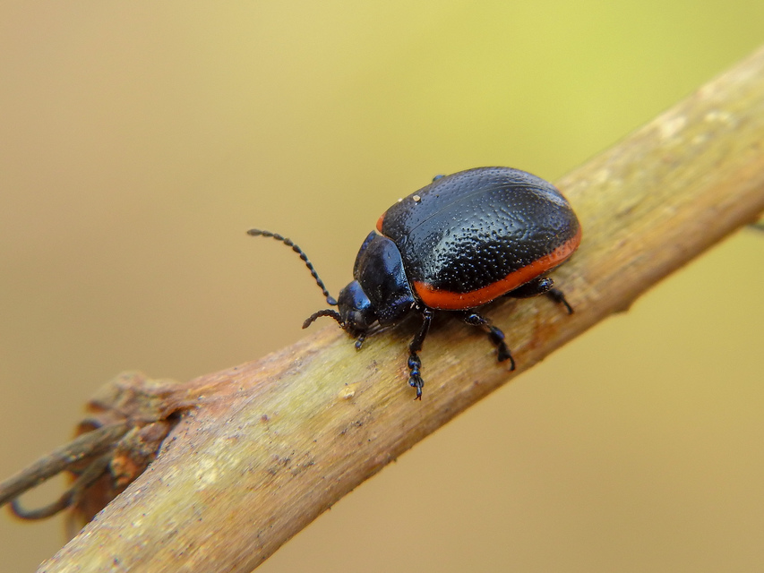 Chrysolina rossia - trapézhátú szegélyeslevelész