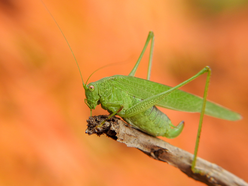 Phaneroptera nana - pontozott repülőszöcske