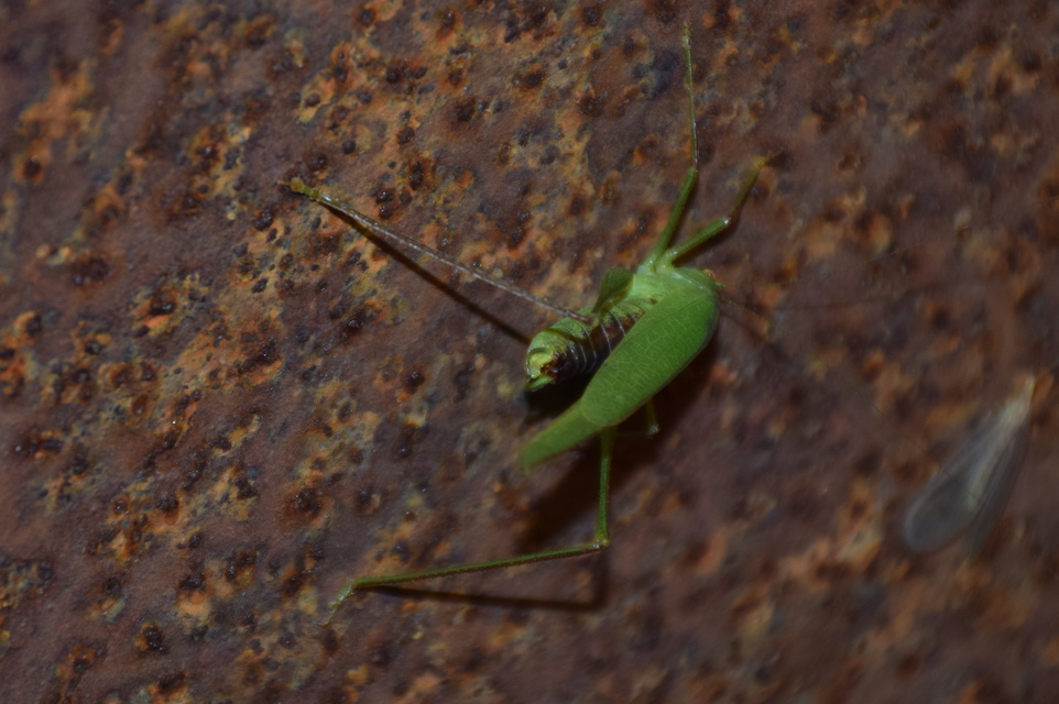 Phaneroptera nana - pontozott repülőszöcske