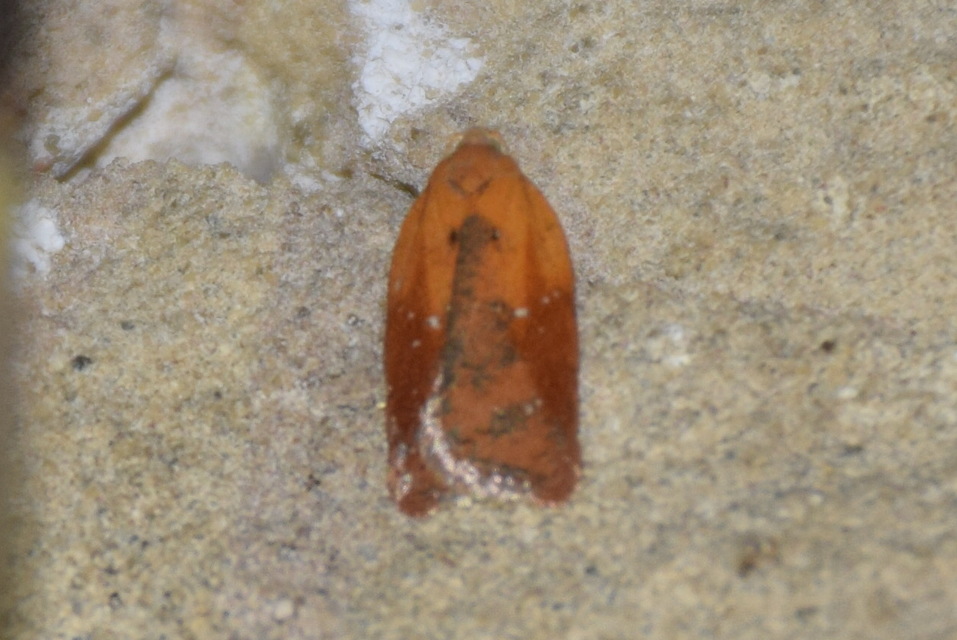 Acleris aspersana - vérfű-levélmoly