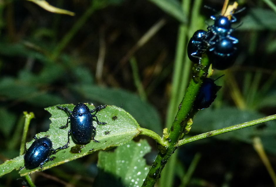 Chrysochus asclepiadeus - tündöklő méreggyiloklevelész