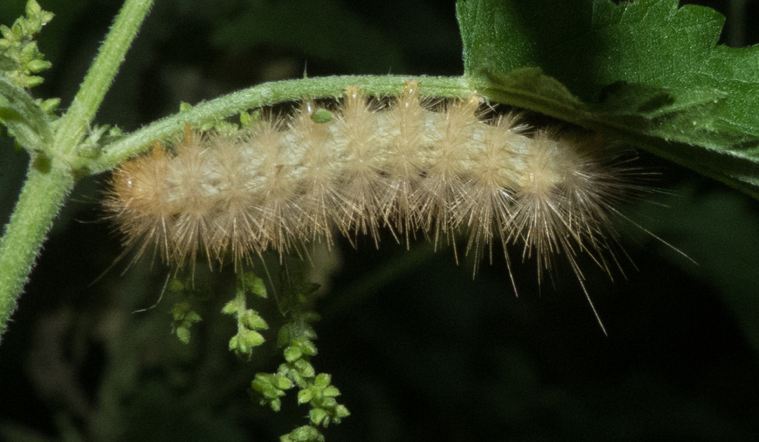 Diaphora mendica - felemás medvelepke