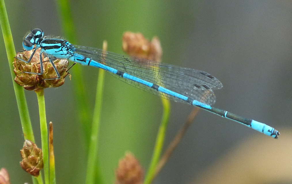 Coenagrion puella - azúrkék légivadász