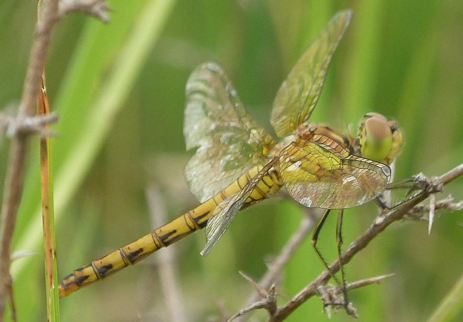 Sympetrum striolatum/vulgatum