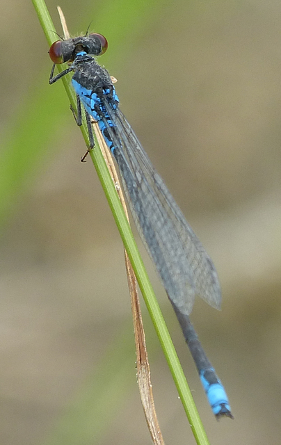Erythromma viridulum - kis pirosszemű-légivadász