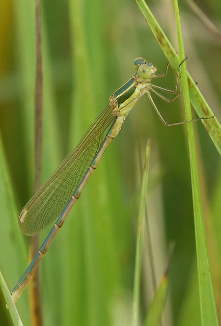 Lestes barbarus - foltosszárnyjegyű rablószitakötő