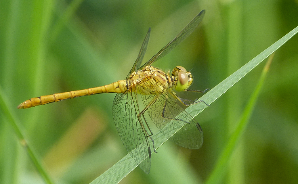 Sympetrum meridionale - fakó katona-szitakötő