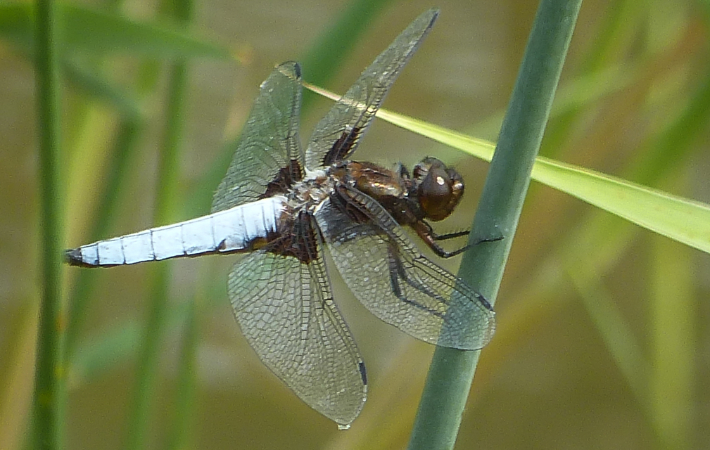 Libellula depressa - széles laposacsa
