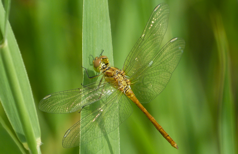 Sympetrum meridionale - fakó katona-szitakötő