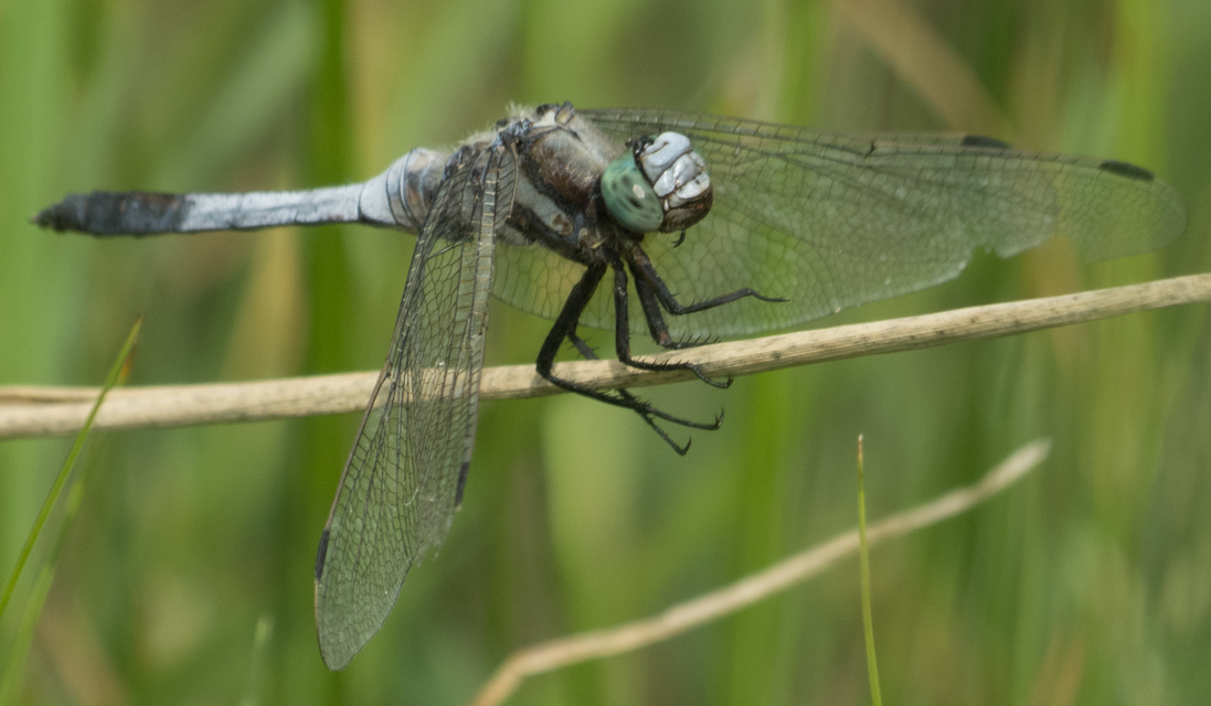 Orthetrum albistylum - fehérfarkú pásztorszitakötő