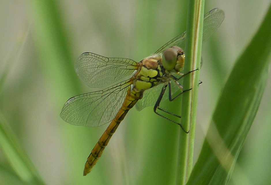 Sympetrum striolatum/vulgatum