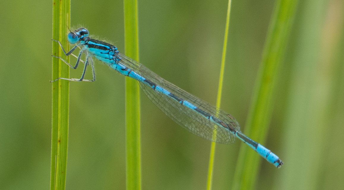 Coenagrion scitulum - mediterrán légivadász