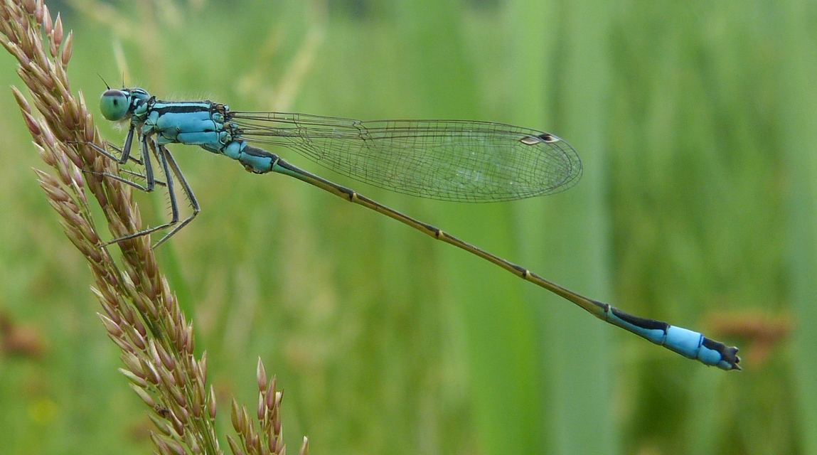 Ischnura elegans pontica - kéköves légivadász