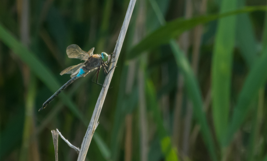 Anax parthenope - barna óriásacsa