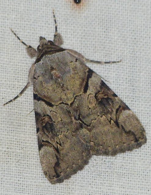 Catocala hymenaea - kökény-övesbagoly