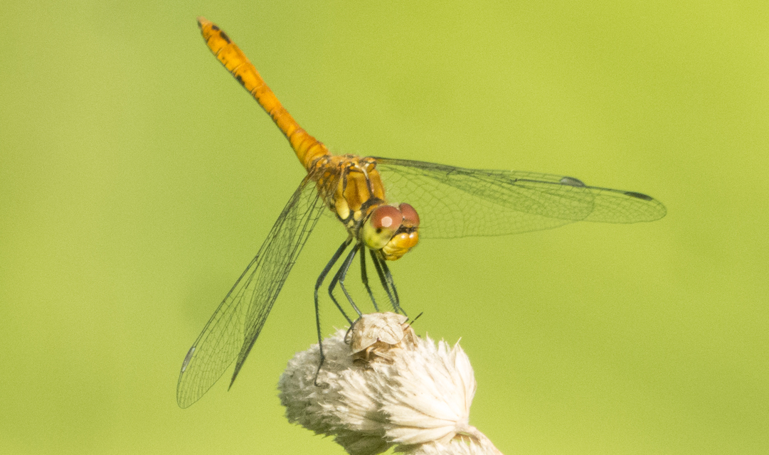 Sympetrum sanguineum - vörös katona-szitakötő
