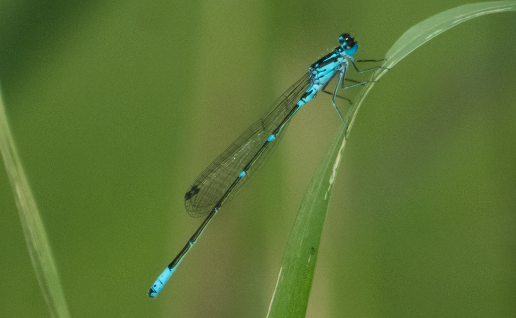 Coenagrion pulchellum - karcsú légivadász