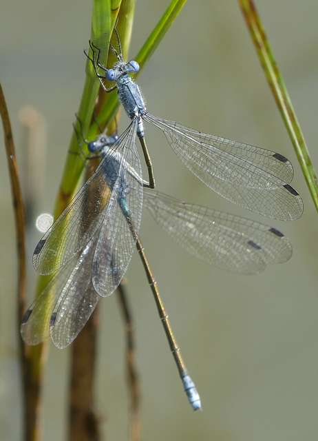 Lestes macrostigma - nagyfoltos rablószitakötő