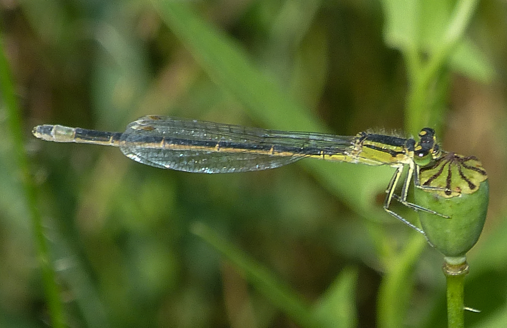 Ischnura elegans pontica - kéköves légivadász