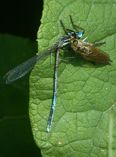 Platycnemis pennipes - széleslábú szitakötő