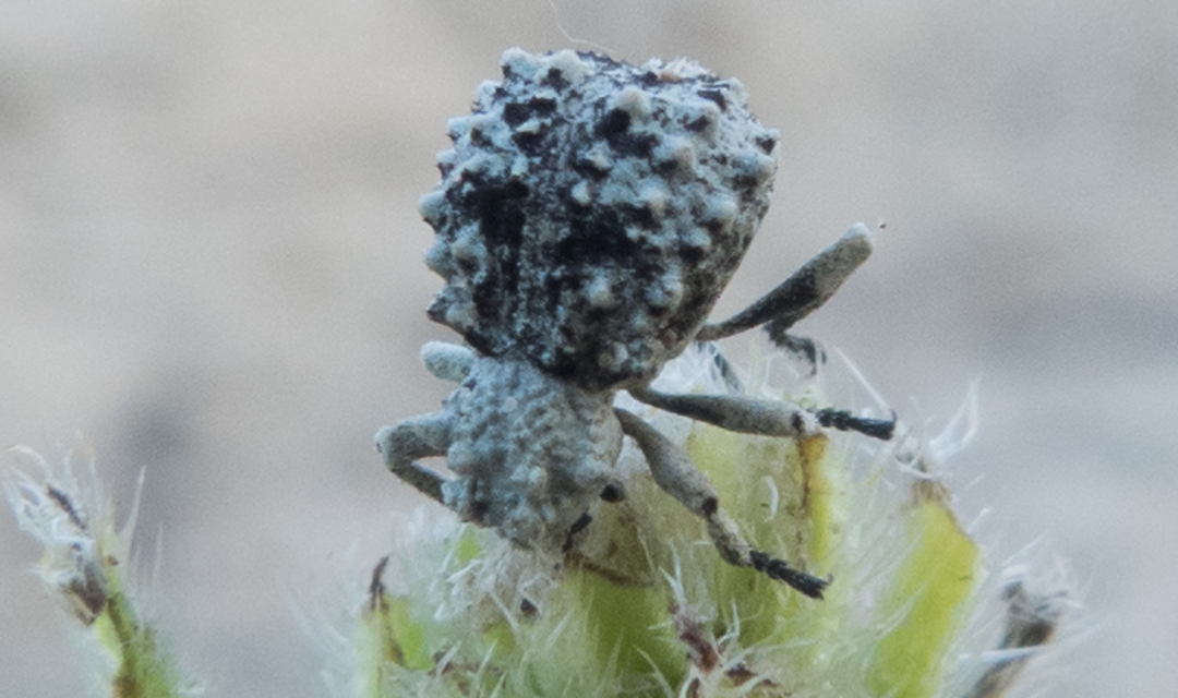 Herpes porcellus - bütyköshátú ormányos