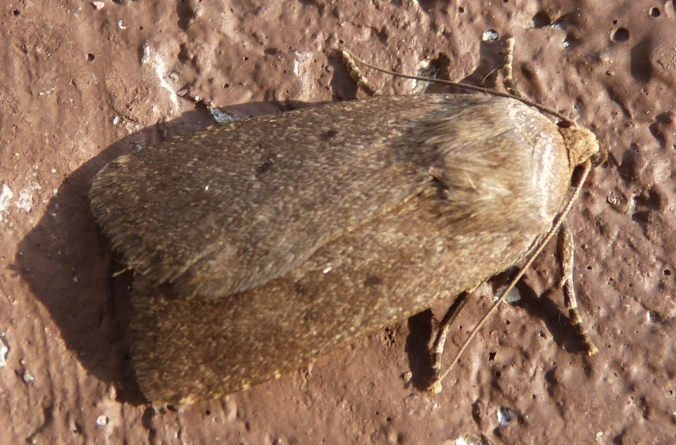 Amphipyra tragopoginis - bakszakállbagoly