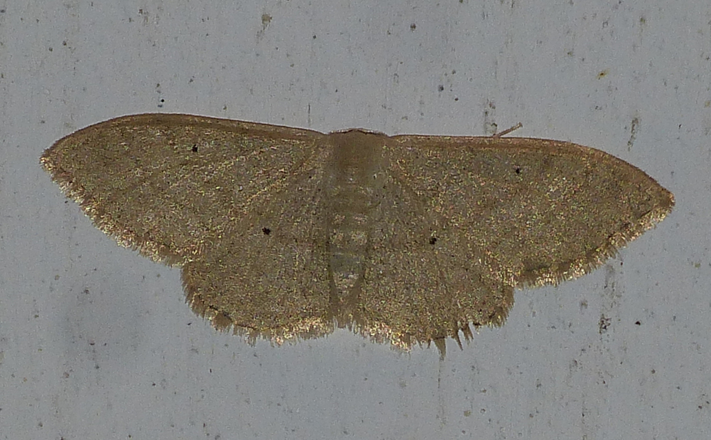 Idaea straminata - szalmasárga sávosaraszoló