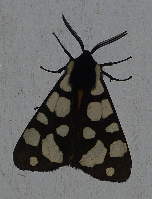 Arctia villica - fekete medvelepke