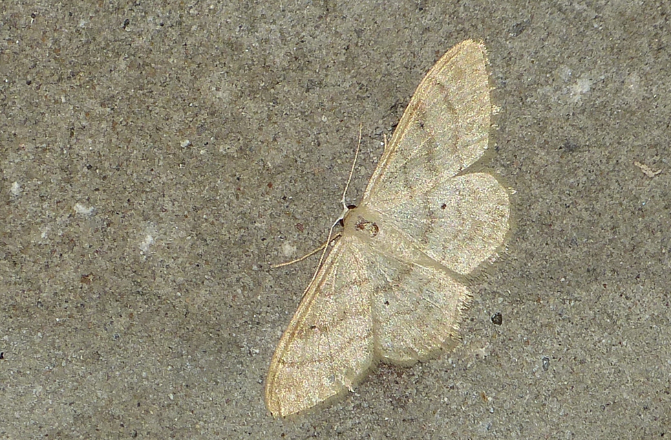 Idaea deversaria - egyszínű sávosaraszoló