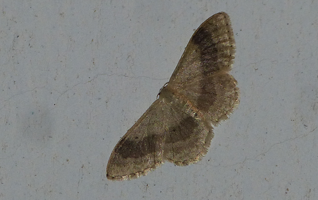 Idaea aversata - nagy sávosaraszoló