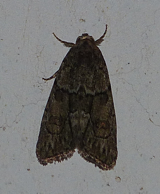 Cryphia fraudatricula - homoki zuzmóbagoly