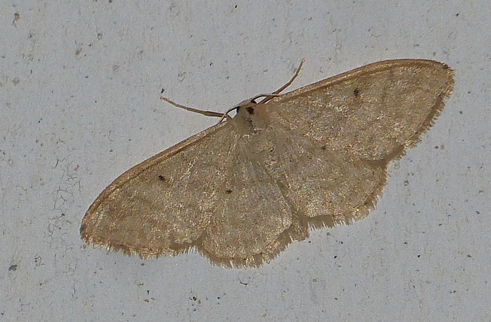 Idaea straminata - szalmasárga sávosaraszoló