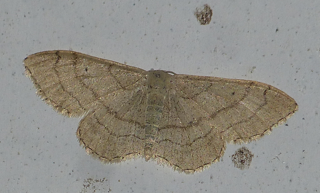 Idaea aversata - nagy sávosaraszoló