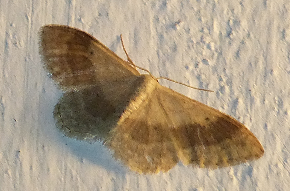 Idaea aversata - nagy sávosaraszoló
