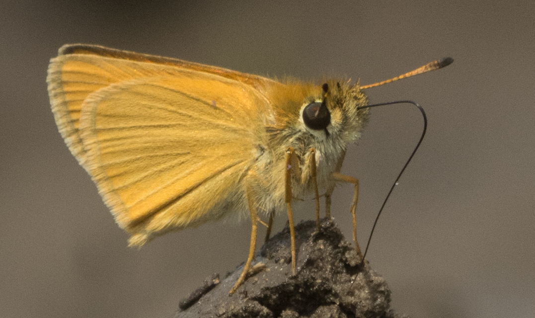 Thymelicus lineola - vonalas busalepke
