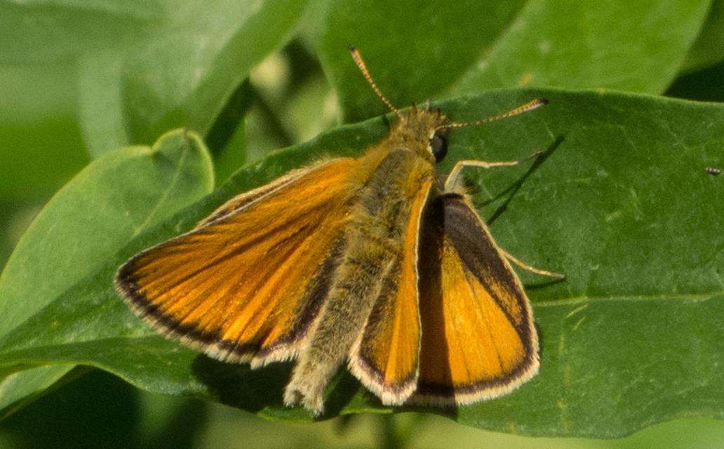 Thymelicus lineola - vonalas busalepke