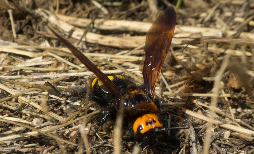 Megascolia maculata - óriás-tőrösdarázs
