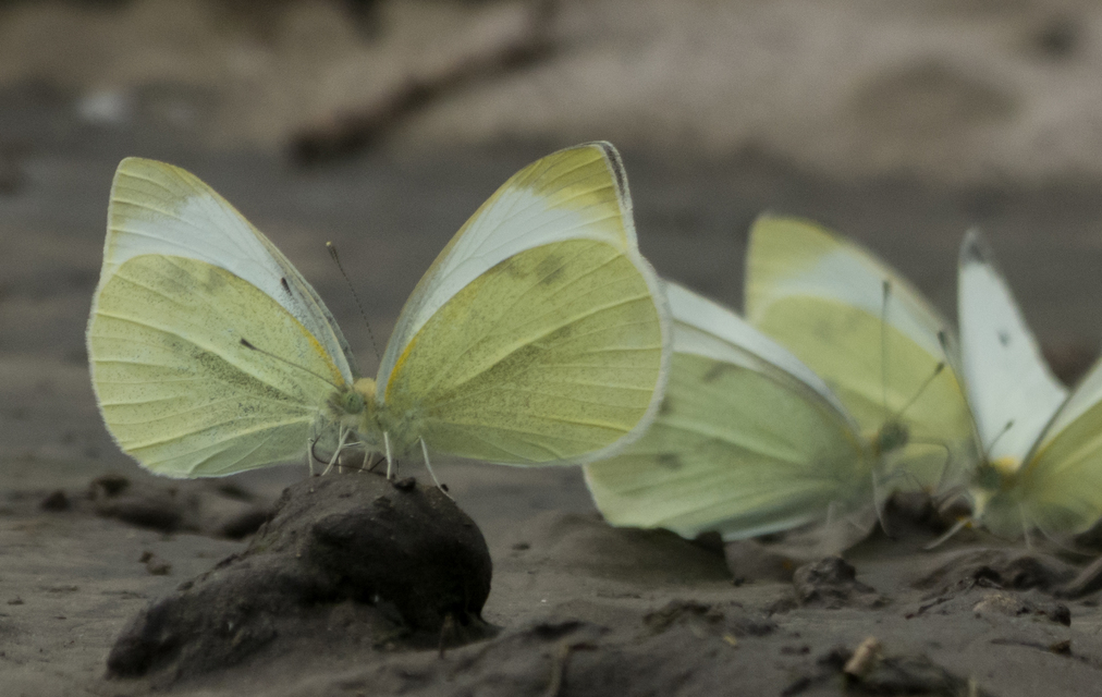 Pieris rapae - répalepke