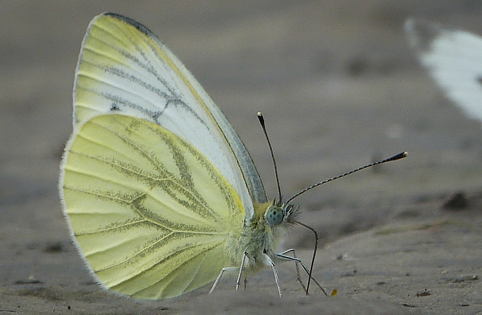 Pieris napi - repcelepke