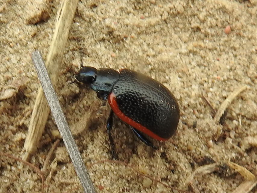 Chrysolina kuesteri - ráncos szegélyeslevelész