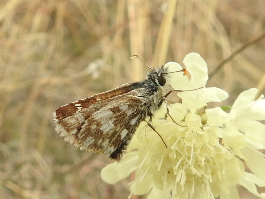 Pyrgus armoricanus - feles busalepke