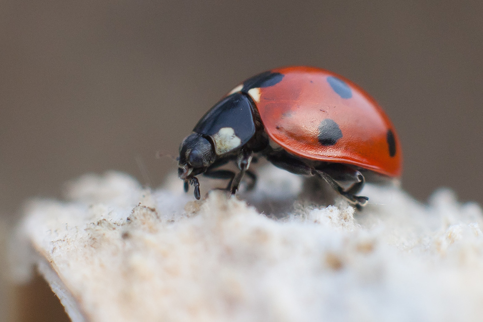 Coccinella septempunctata - hétpettyes katica
