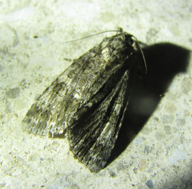 Acronicta rumicis - sóska-szigonyosbagoly