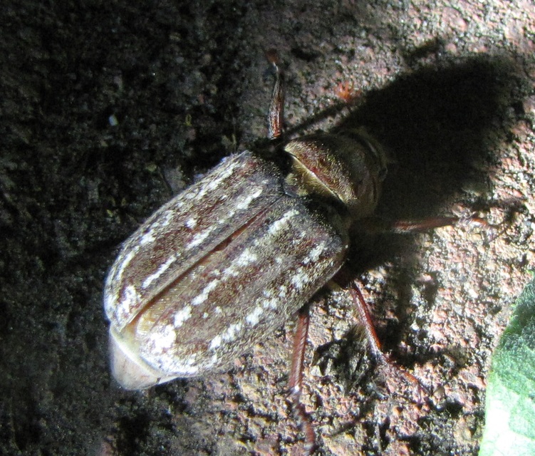 Anoxia orientalis - keleti cserebogár