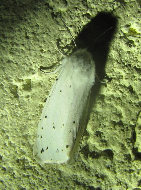Spilosoma lubricipedum/urticae