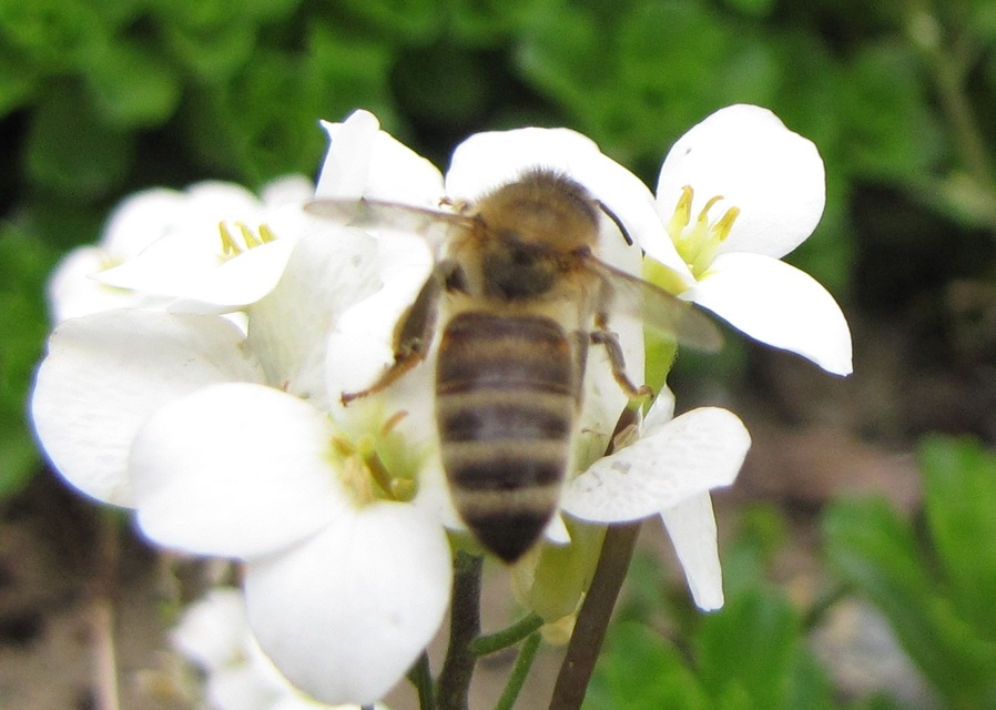 Apis mellifera - háziméh