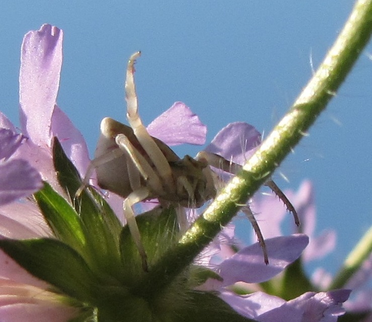 Thomisus onustus - fehér karolópók