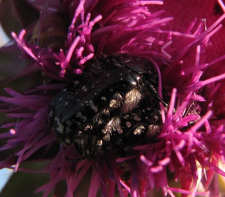 Oxythyrea funesta - sokpettyes virágbogár